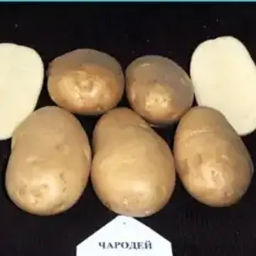 белогорка семенной картофель